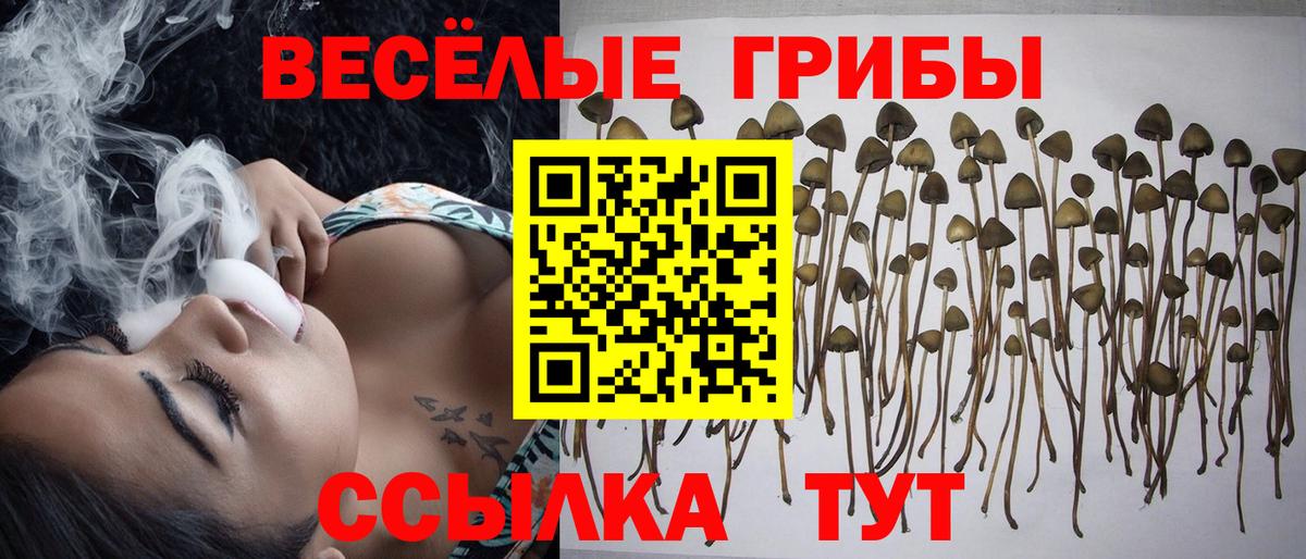Псилоцибиновые грибы прущие грибы  Вход с VPN  Галлюциногенные грибы Psilocybe  Дербент 